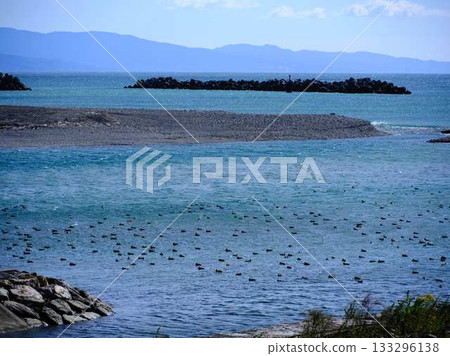 Seabird Seabird 133296138