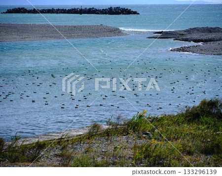 Seabird 133296139