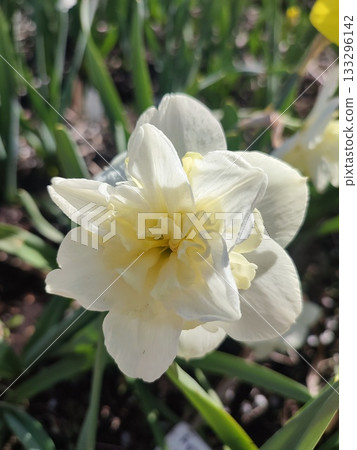 Blooming narcissus flower variety Amira close-up. Blooming daffodil flower with white petals in inflorescence with green leaves growing in ground on sunny spring day. Agricultural farming Blooming narcissus flower variety Amira close-up. Blooming daffodil flower with white petals in inflorescence with green leaves growing in ground on sunny spring day. Agricultural farming 133296142