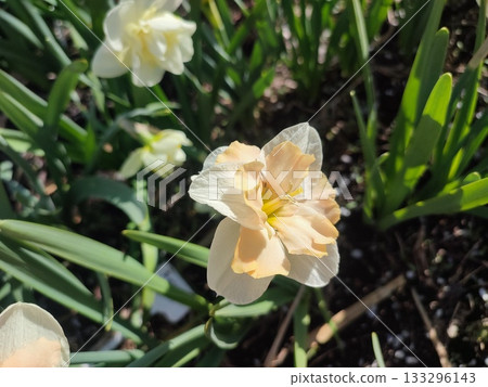 Narcissus Casanova. Blooming daffodil flower with white orange petals on green stem growing in black soil on sunny spring day. Selection breeding of flowers. Agricultural farming and gardening 133296143