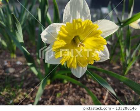 Narcissus Split Crown Dinnerplate. Blooming varietal daffodil close-up. Blooming daffodil flower with yellow white petals on green stem with leaves growing in ground in garden on sunny spring evening Narcissus Split Crown Dinnerplate. Blooming varietal daffodil close-up. Blooming daffodil flower with yellow white petals on green stem with leaves growing in ground in garden on sunny spring evening 133296146