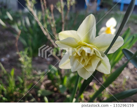 Daffodil flower blooming. Blossoming varietal flower narcissus with white petals with green stripe in inflorescence on green stem with leaves growing in ground on sunny spring evening 133296159