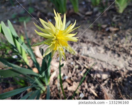 Blooming daffodil flower Rip Van Winkle on spring evening. Yellow petals of narcissus collected in an inflorescence on green stem with leaves illuminated by rays of evening sun. 133296160