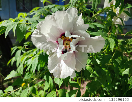 Large tree peony flower. A large flower with white petals and stamens in the center on a bush with green leaves on spring day. Varietal blossoming flower. Blooming flower. Nature. Natural background Large tree peony flower. A large flower with white petals and stamens in the center on a bush with green leaves on spring day. Varietal blossoming flower. Blooming flower. Nature. Natural background 133296163