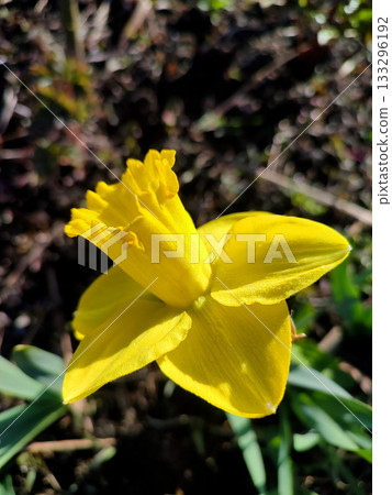 Flower narcissus. Blooming narcissus flower with yellow petals in inflorescence close-up. Blooming daffodil flower with green leaves growing in black ground on spring morning. Narcissus flower on day 133296192