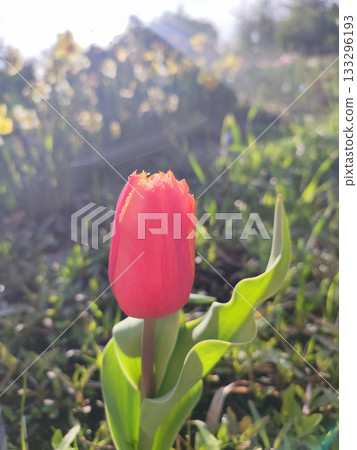 Blooming tulip flower. Blooming tulip flower with red petal in inflorescence on spring sunny morning. Blooming of blossoming red tulip flower growing ground. Natural background. Tulip close up 133296193