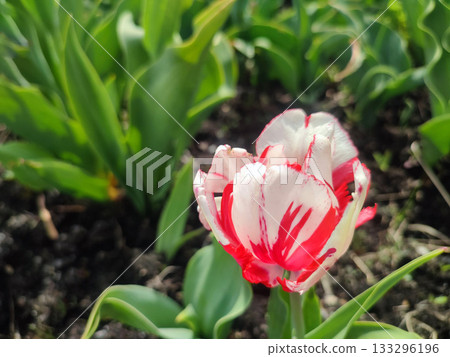 Blooming tulip flower. Blooming tulip flower with red petal in inflorescence on sunny spring morning. Blooming of blossoming white tulip flower growing ground. Natural background. Tulip Blooming tulip flower. Blooming tulip flower with red petal in inflorescence on sunny spring morning. Blooming of blossoming white tulip flower growing ground. Natural background. Tulip 133296196
