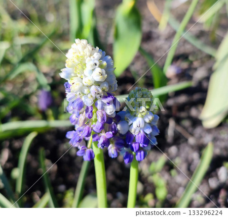 Muscari. Blooming muscari flowers. Many small white purple flowers of muscari inflorescence on sunny spring day. Varietal blossoming flower. Small flower on green stem on background of grass Muscari. Blooming muscari flowers. Many small white purple flowers of muscari inflorescence on sunny spring day. Varietal blossoming flower. Small flower on green stem on background of grass 133296224