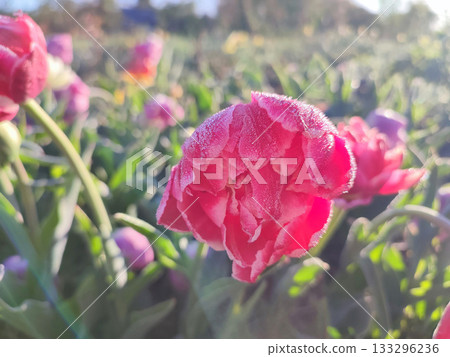 Blooming tulip close-up. Blooming tulip flower with pink petals and frost on a sunny spring morning. Blossoming blooming flower tulip growing in the ground. Petals covered with snow ice Blooming tulip close-up. Blooming tulip flower with pink petals and frost on a sunny spring morning. Blossoming blooming flower tulip growing in the ground. Petals covered with snow ice 133296236