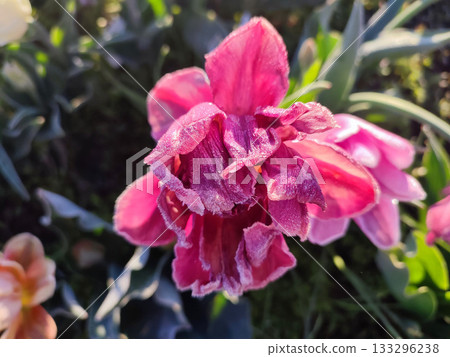 Blooming tulip close-up. Blooming tulip flower with pink petals and frost on a sunny spring morning. Blossoming blooming flower tulip growing in the ground. Petals covered with snow ice Blooming tulip close-up. Blooming tulip flower with pink petals and frost on a sunny spring morning. Blossoming blooming flower tulip growing in the ground. Petals covered with snow ice 133296238