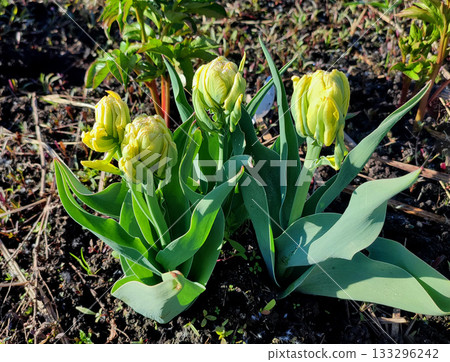 Double tulip variety Emerald Star. Bud with yellow and green petals and drops of dew on green stem growing in black soil on sunny spring day. Blooming of blossoming flower. Natural background Double tulip variety Emerald Star. Bud with yellow and green petals and drops of dew on green stem growing in black soil on sunny spring day. Blooming of blossoming flower. Natural background 133296242