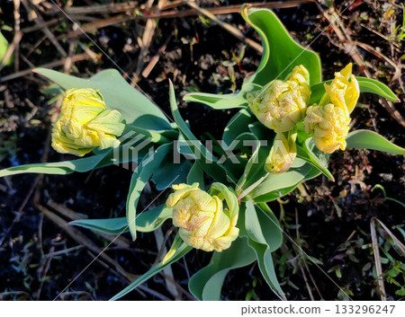 Double tulip variety Emerald Star. Bud with yellow and green petals and drops of dew on green stem growing in black soil on sunny spring day. Blooming of blossoming flower. Natural background Double tulip variety Emerald Star. Bud with yellow and green petals and drops of dew on green stem growing in black soil on sunny spring day. Blooming of blossoming flower. Natural background 133296247