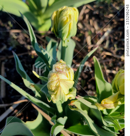 Double tulip variety Emerald Star. Bud with yellow and green petals and drops of dew on green stem growing in black soil on sunny spring day. Blooming of blossoming flower. Natural background Double tulip variety Emerald Star. Bud with yellow and green petals and drops of dew on green stem growing in black soil on sunny spring day. Blooming of blossoming flower. Natural background 133296248