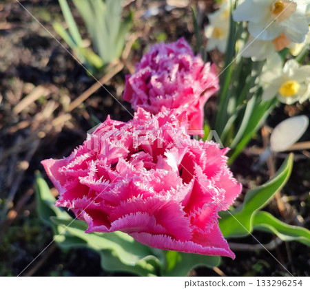Blooming tulip flower. Blooming tulip flower with pink petal in inflorescence on sunny spring morning. Blooming of blossoming red tulip flower growing in ground. Natural background. Tulip Blooming tulip flower. Blooming tulip flower with pink petal in inflorescence on sunny spring morning. Blooming of blossoming red tulip flower growing in ground. Natural background. Tulip 133296254