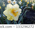 Flower narcissus. Blooming narcissus flower with many yellow petals in inflorescence close-up. Blooming daffodil flower with green leaves growing in the ground on a spring morning. Narcissus 133296272