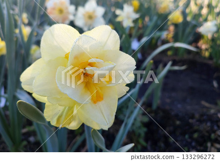 Flower narcissus. Blooming narcissus flower with many yellow petals in inflorescence close-up. Blooming daffodil flower with green leaves growing in the ground on a spring morning. Narcissus 133296272