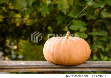 ripe muscat pumpkin autumn harvest. blurred background of rural outdoor environment. rustic terrace with wood plank. backdrop for halloween or thanksgiving day in autumn season. cozy countryside 133296310