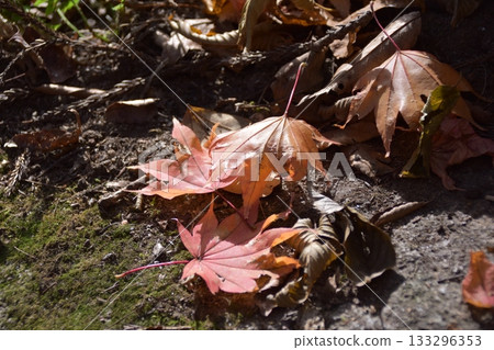 Mt. Yomota in autumn Mt. Yomota in autumn 133296353