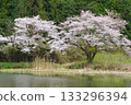 Cherry blossoms at Higashiyama Swamp in Hatoyama Town 133296394