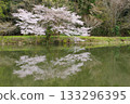 Cherry blossoms at Higashiyama Swamp in Hatoyama Town 133296395