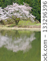 Cherry blossoms at Higashiyama Swamp in Hatoyama Town 133296396