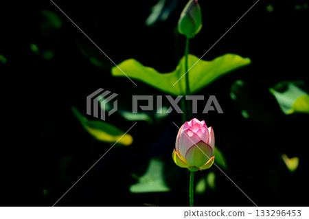 在奈良縣橿原市藤原京遺址拍攝的蓮花 133296453