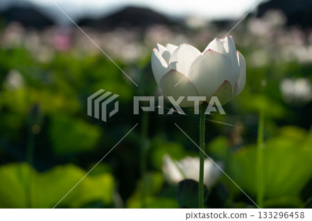 Lotus taken at the site of Fujiwarakyo, Kashihara City, Nara Prefecture Lotus taken at the site of Fujiwarakyo, Kashihara City, Nara Prefecture 133296458