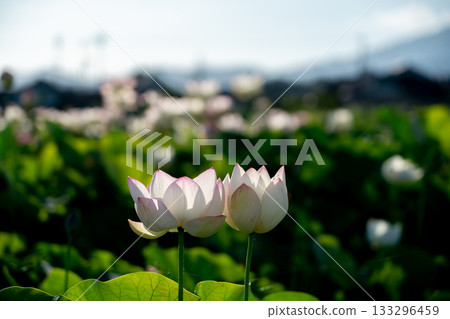 Lotus taken at the site of Fujiwarakyo, Kashihara City, Nara Prefecture Lotus taken at the site of Fujiwarakyo, Kashihara City, Nara Prefecture 133296459