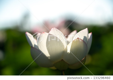 Lotus taken at the site of Fujiwarakyo, Kashihara City, Nara Prefecture Lotus taken at the site of Fujiwarakyo, Kashihara City, Nara Prefecture 133296460