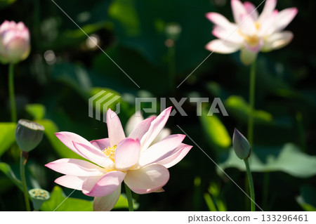 Lotus taken at the site of Fujiwarakyo, Kashihara City, Nara Prefecture Lotus taken at the site of Fujiwarakyo, Kashihara City, Nara Prefecture 133296461