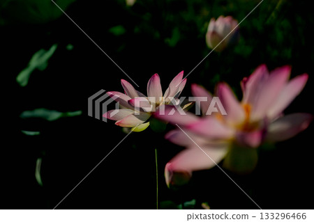 Lotus taken at the site of Fujiwarakyo, Kashihara City, Nara Prefecture Lotus taken at the site of Fujiwarakyo, Kashihara City, Nara Prefecture 133296466