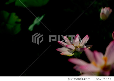 Lotus taken at the site of Fujiwarakyo, Kashihara City, Nara Prefecture Lotus taken at the site of Fujiwarakyo, Kashihara City, Nara Prefecture 133296467