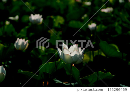 在奈良縣橿原市藤原京遺址拍攝的蓮花 在奈良縣橿原市藤原京遺址拍攝的蓮花 133296469