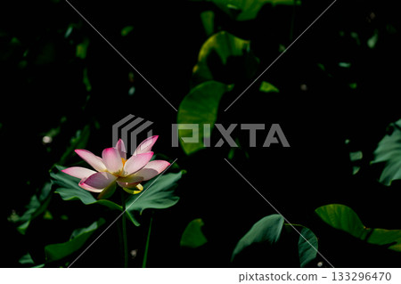 在奈良縣橿原市藤原京遺址拍攝的蓮花 在奈良縣橿原市藤原京遺址拍攝的蓮花 133296470