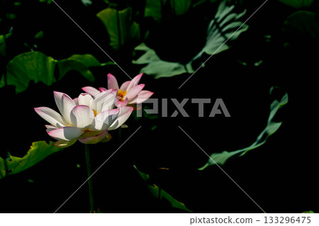 Lotus taken at the site of Fujiwarakyo, Kashihara City, Nara Prefecture Lotus taken at the site of Fujiwarakyo, Kashihara City, Nara Prefecture 133296475