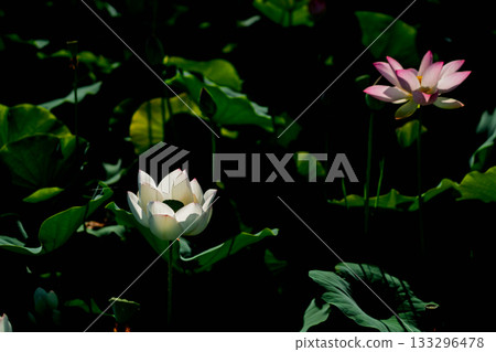 Lotus taken at the site of Fujiwarakyo, Kashihara City, Nara Prefecture Lotus taken at the site of Fujiwarakyo, Kashihara City, Nara Prefecture 133296478