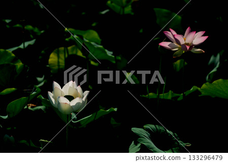 Lotus taken at the site of Fujiwarakyo, Kashihara City, Nara Prefecture 133296479