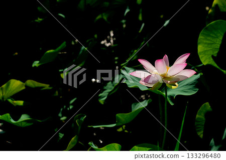 Lotus taken at the site of Fujiwarakyo, Kashihara City, Nara Prefecture Lotus taken at the site of Fujiwarakyo, Kashihara City, Nara Prefecture 133296480