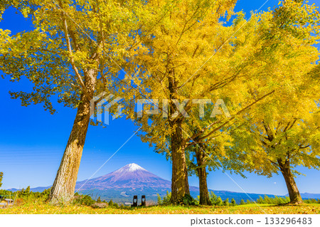 【靜岡縣】白絲自然公園的銀杏樹與富士山 133296483