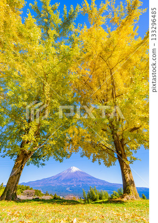 [Shizuoka Prefecture] Ginkgo trees and Mount Fuji at Shiraito Natural Park 133296485