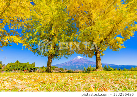 [Shizuoka Prefecture] Ginkgo trees and Mount Fuji at Shiraito Natural Park 133296486