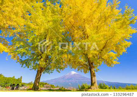 【靜岡縣】白絲自然公園的銀杏樹與富士山 【靜岡縣】白絲自然公園的銀杏樹與富士山 133296487