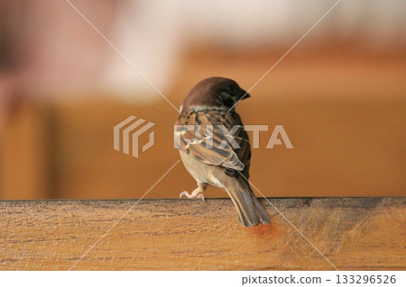 Sparrow sitting on a wooden fence in a park in the city Sparrow sitting on a wooden fence in a park in the city 133296526