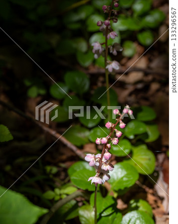紅花Ixiaxia 紅花Ixiaxia 133296567