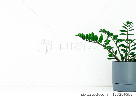 Indoor plant with vibrant green leaves in a modern pot on a clean white background Indoor plant with vibrant green leaves in a modern pot on a clean white background 133296592
