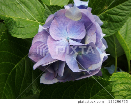 Hydrangeas turning pale purple Hydrangeas turning pale purple 133296755