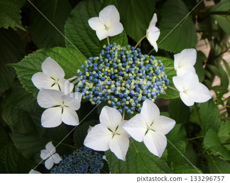 藍色繡球花 133296757