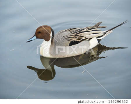 紅頭潛鴨 133296832