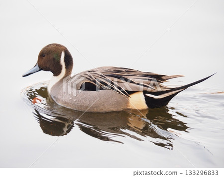 Hoshihaziro Hoshihaziro 133296833