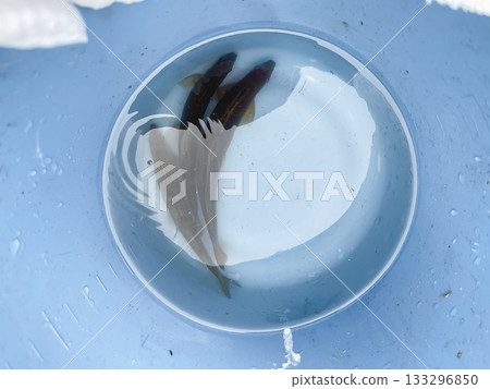 Ayu, a mountain stream fish. Caught ayu in a bucket. 133296850